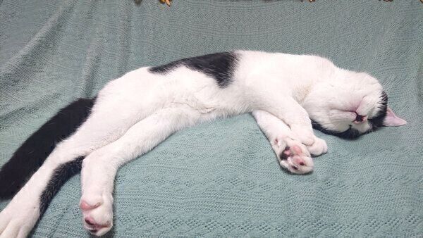 くつろぐむすびくん