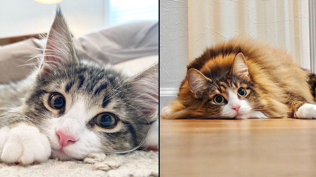 しろあんちゃんの成長ビフォーアフター