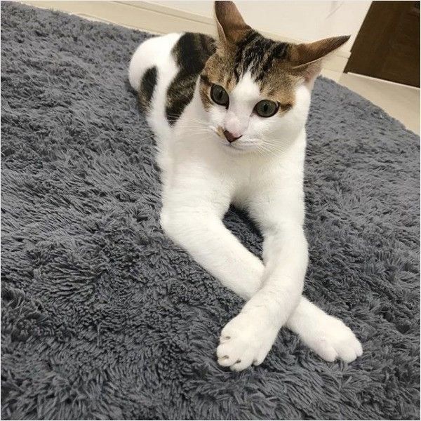 体の一部が長いニャンコ