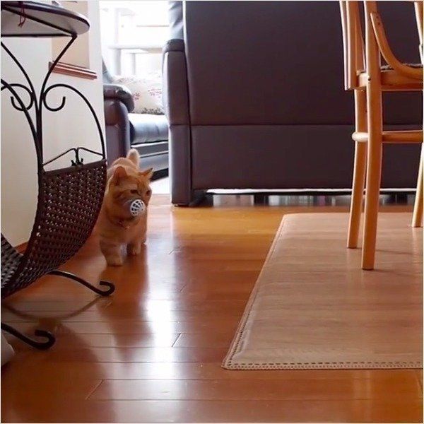 ボール遊び大好きニャンコ