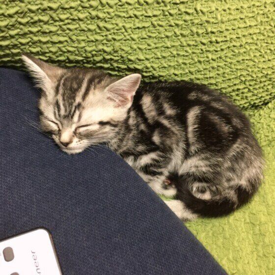 眠るアメリカンショートヘア