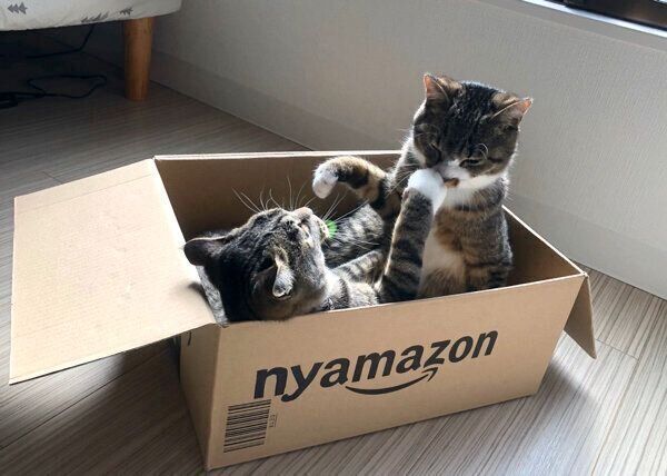 箱の中でじゃれ合うちゃむのすけちゃんと、まるきちちゃん