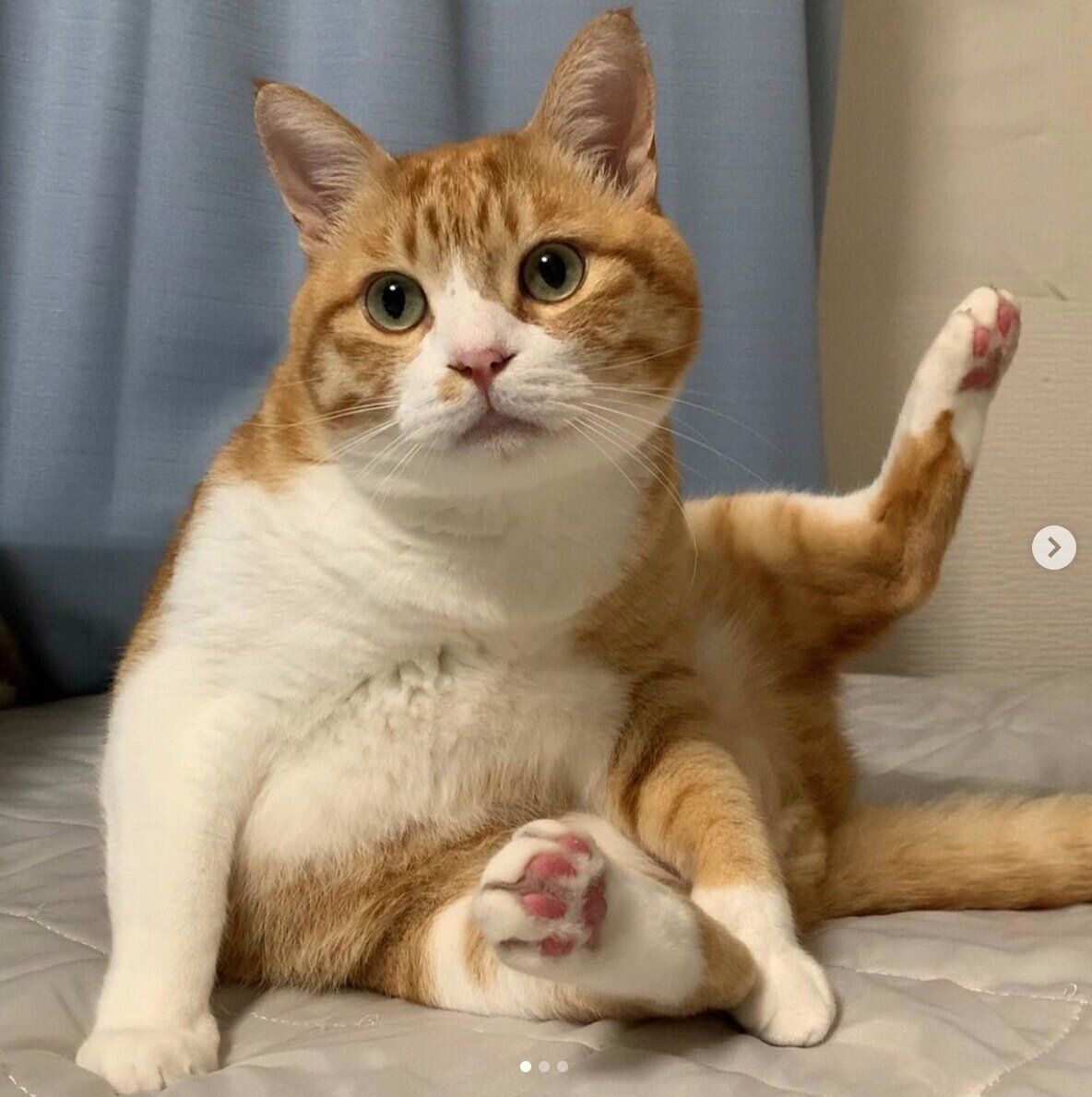 可愛らしいポーズをするとらまるくん