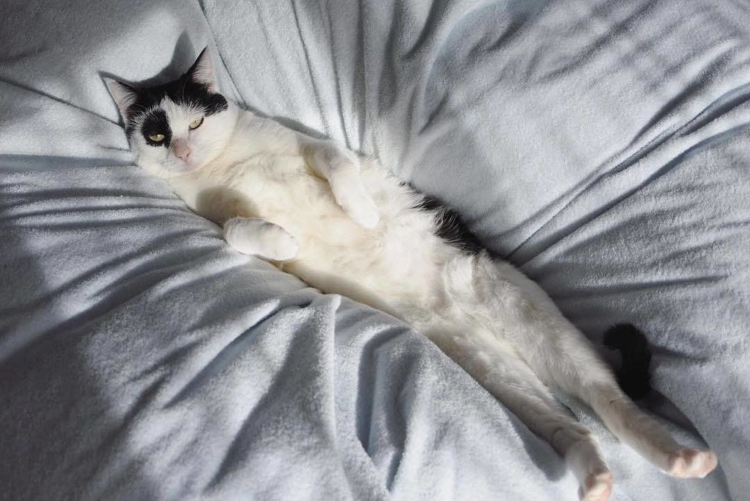 パンダ小町ちゃんのアザラシショット