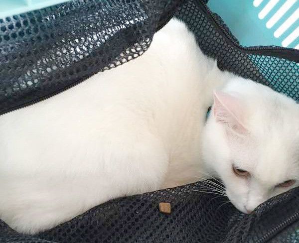 キャリーケースの猫