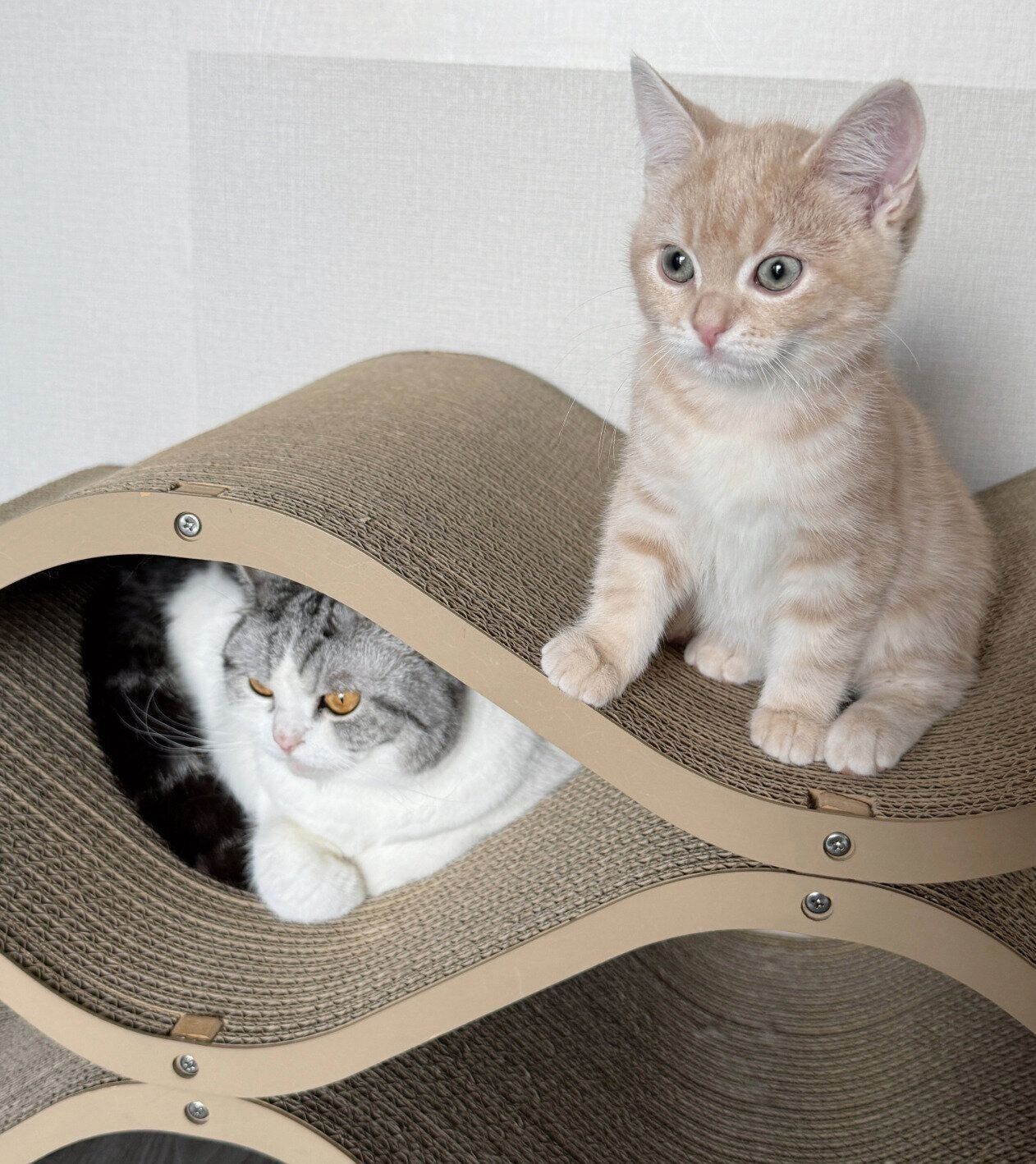 ぷくりちゃんとミクくん