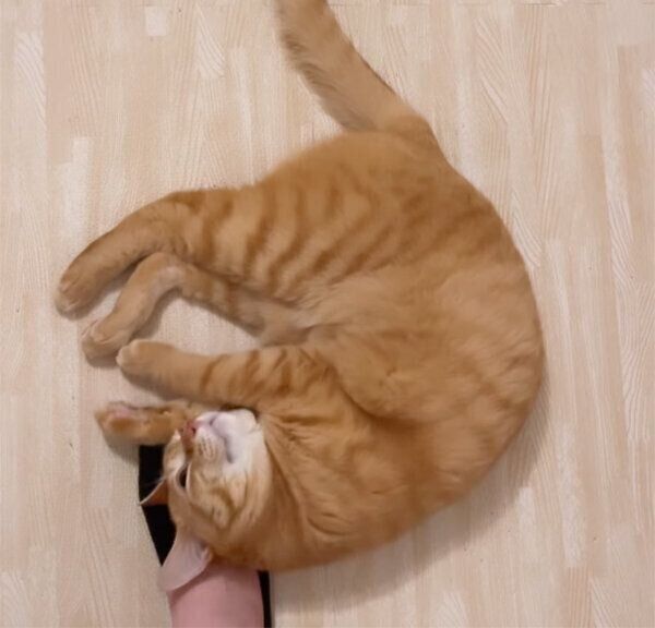 飼い主さんの足にスリスリする琥太郎くん