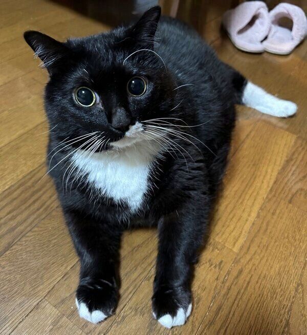 愛くるしい表情のソプラノくん