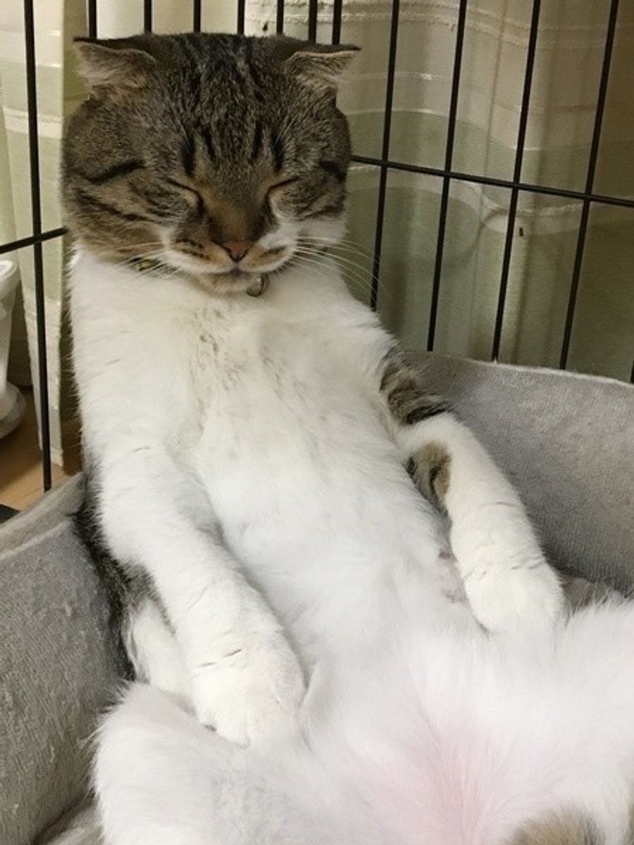 猫の甲状腺機能亢進症 原因と対策 食事療法 ねこのきもちweb Magazine 猫の甲状腺機能亢進症 原因と対策 食事療法 ねこのきもちweb Magazine