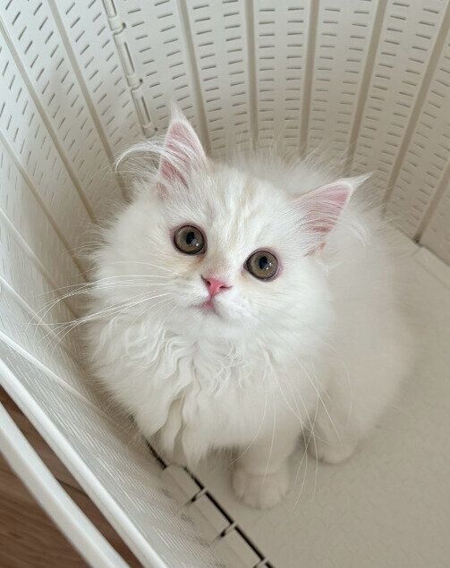 上の方を見るミヌエットの子猫