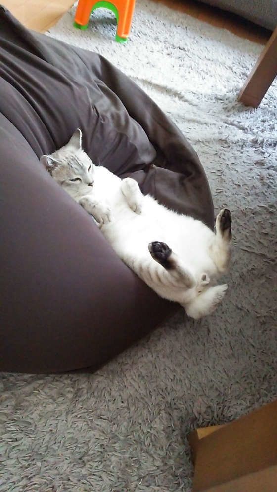 シロくん　MIX　白