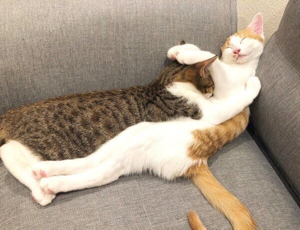 くっついて眠る椋くんと櫁くん