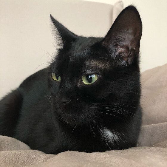  MIX（黒）のバルちゃん