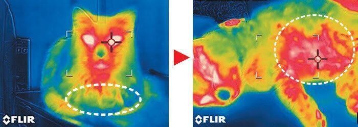 お腹のマッサージ前後のサーモ画像