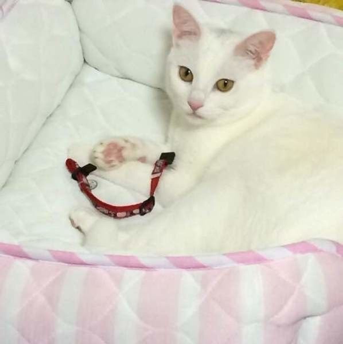 ねこのきもち 猫の柄と色は何種類 誕生の仕組みと柄について徹底分析 ねこのきもちweb Magazine ねこのきもち 猫の柄と色は何種類 誕生の仕組みと柄について徹底分析 ねこのきもちweb Magazine