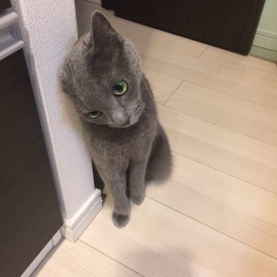 シオンくん ロシアンブルー
