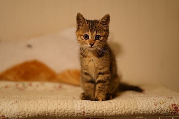 見つめるしじみちゃん