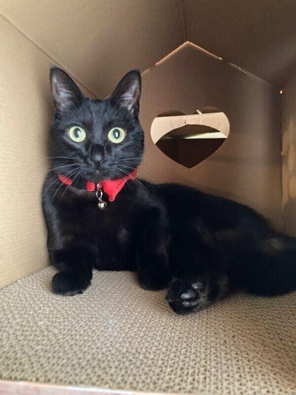 ダンボールに入った美雨ちゃん