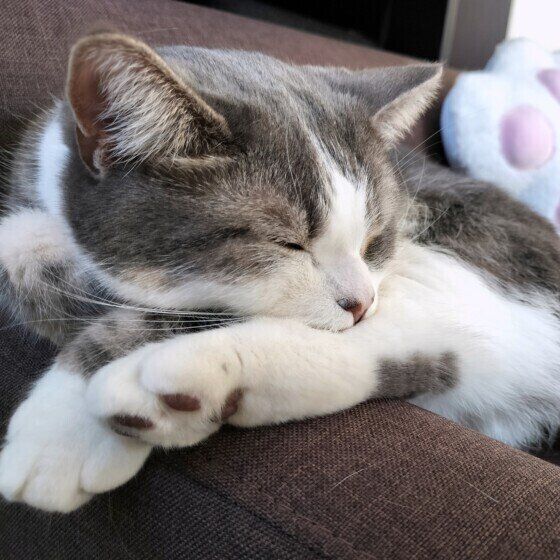 ミヌエットのゆきちくん