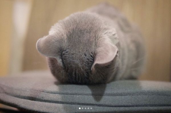 ごめん寝する猫