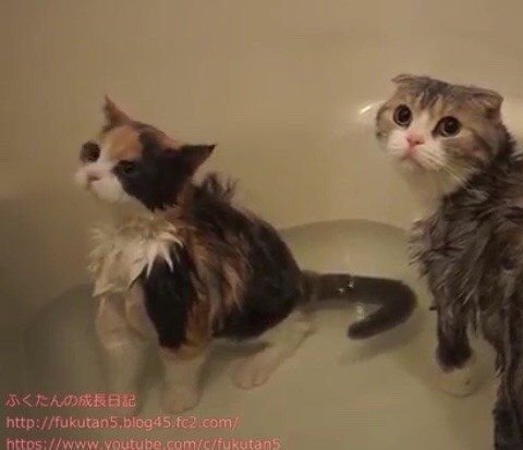 お風呂大好きふうたんにバス友できた！