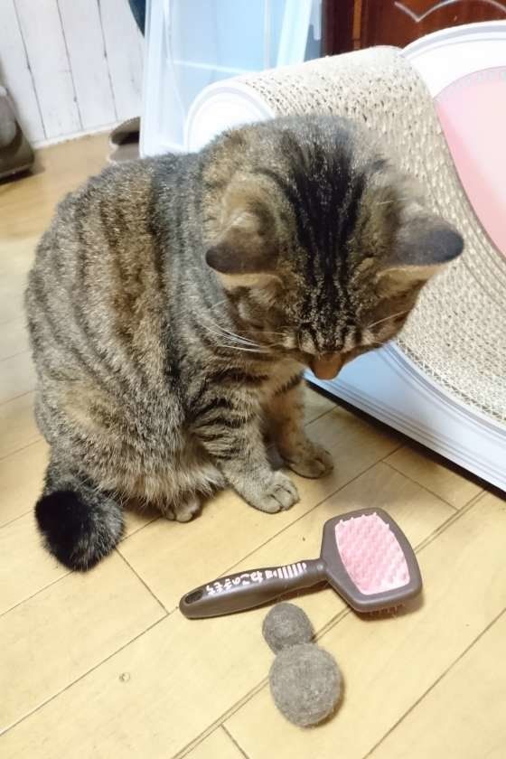 抜け毛で作ったボールを見つめる猫