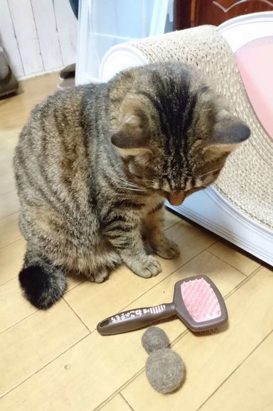 愛猫の抜け毛でハンドメイド 換毛期ならではの猫毛フェルト作品 ねこのきもちweb Magazine 愛猫の抜け毛でハンドメイド 換毛期ならではの猫毛フェルト作品 ねこのきもちweb Magazine