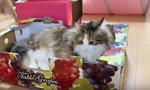 猫　ライカちゃん