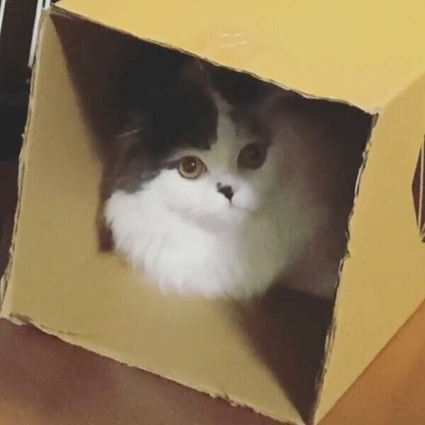 見つめるクロエくん