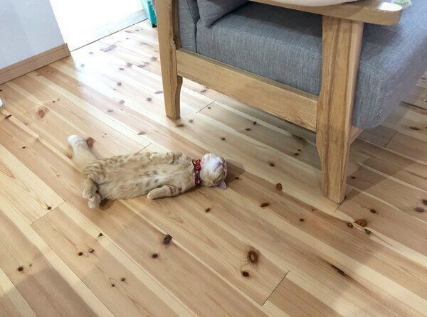 ヘソ天で爆睡するぷてぃこちゃん