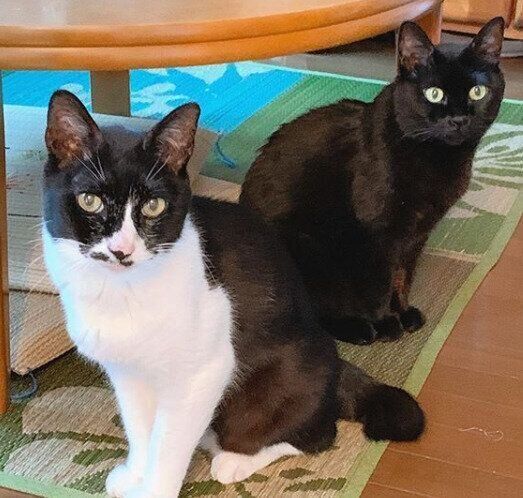 2匹の猫ちゃん