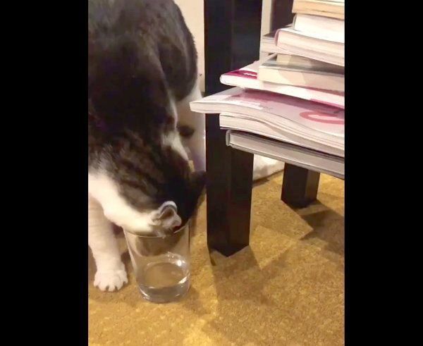 コップの中の水を飲もうと必死な猫