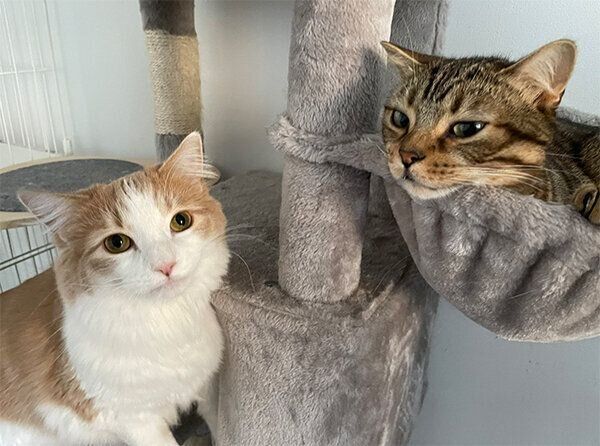 博士くん、教授くん