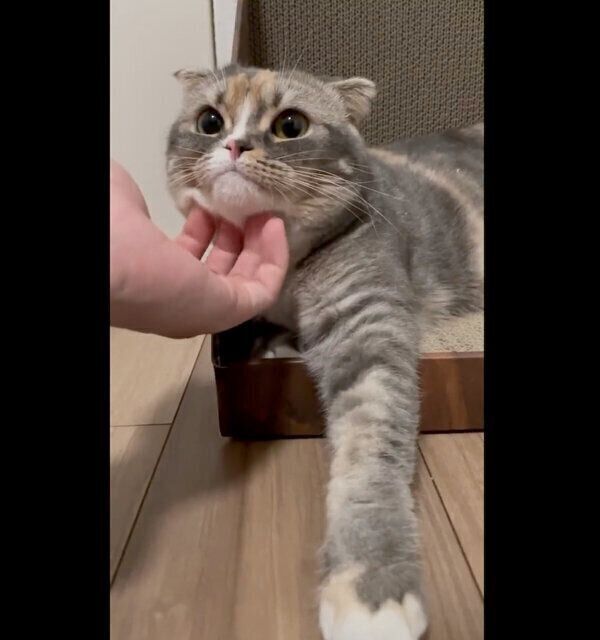 あごをナデナデしてもらうほたてちゃん