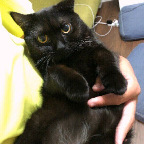 抱っこされるマンチカン