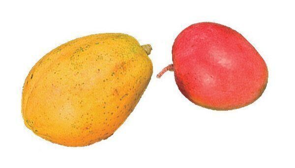 パパイヤ・マンゴー