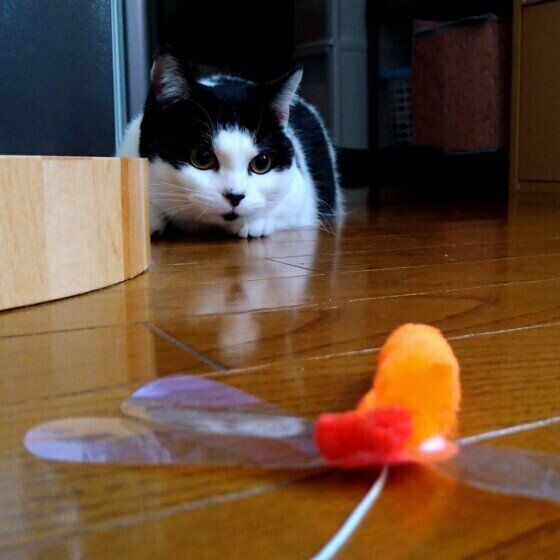 狙いを定めるごましおくん（マンチカン）