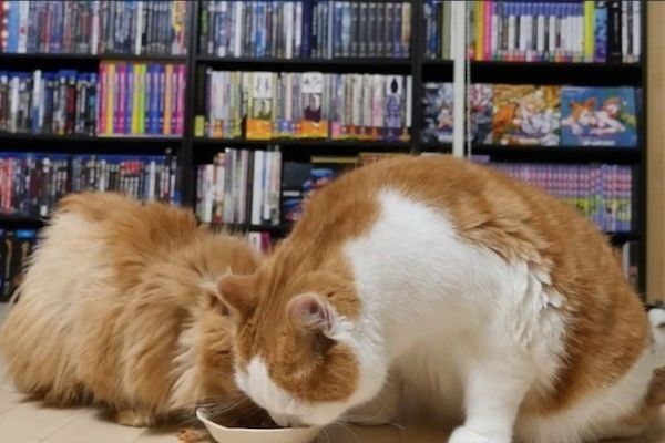 妹思いの兄ニャンコ