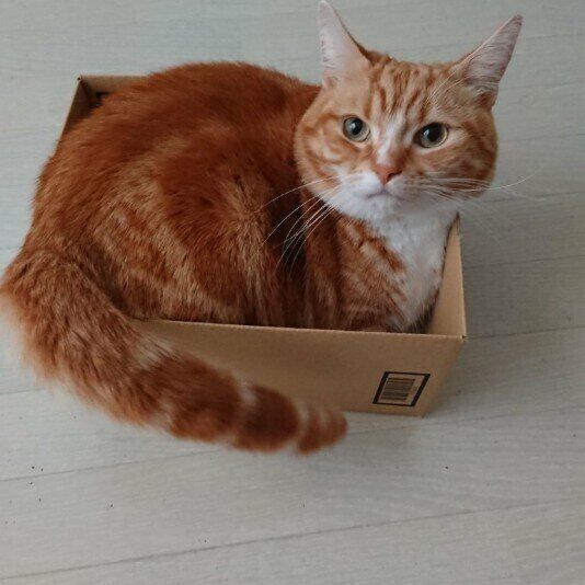 箱に入るマンチカン