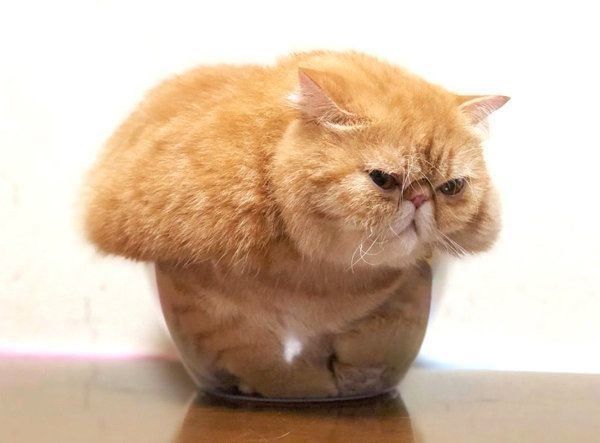 箱に入るノアちゃん