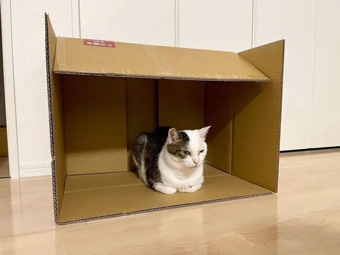ダンボール箱の中でくつろぐ金四郎くん