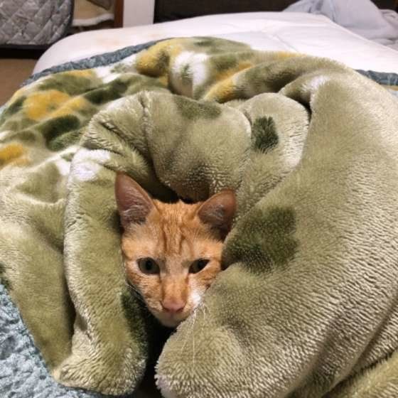 毛布に埋もれるレオくん