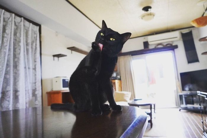毛づくろいをする猫別府くん