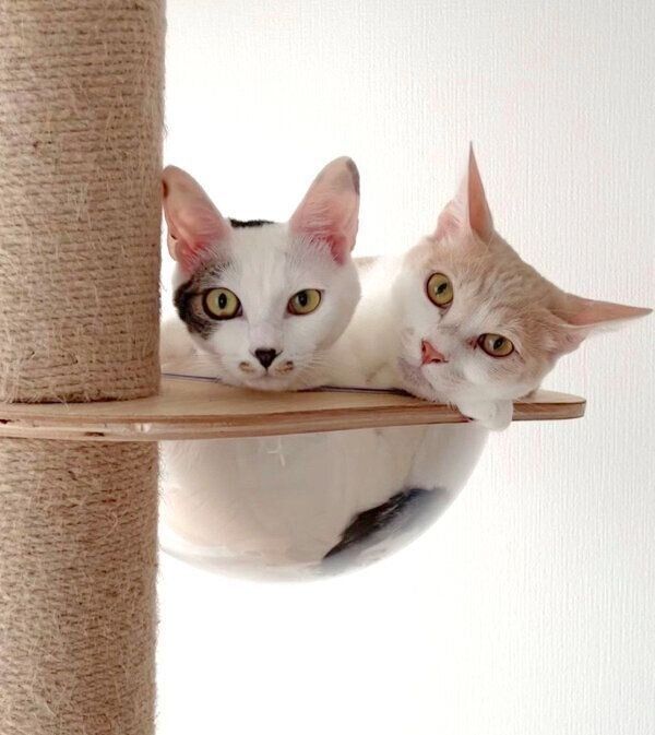 仲良しなミソくんとコメちゃん