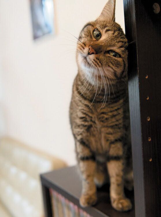 スリスリする猫