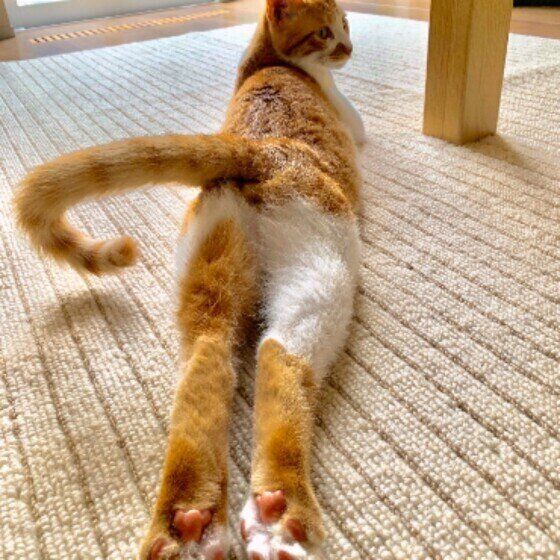 琥太郎ちゃん（MIX）