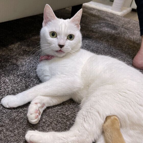 白猫のシフォンちゃん