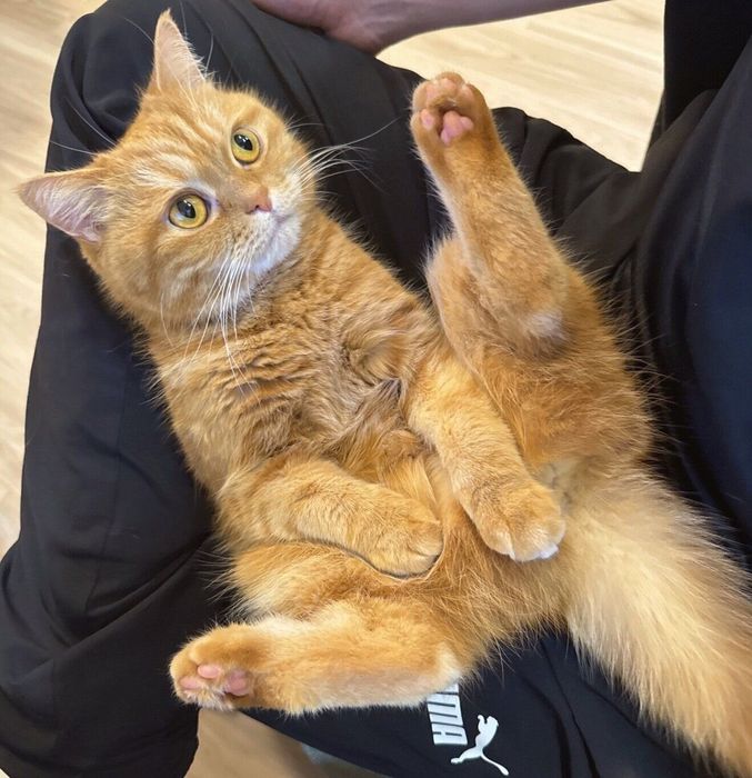 飼い主さんの膝の上に乗るにゃむちゃん