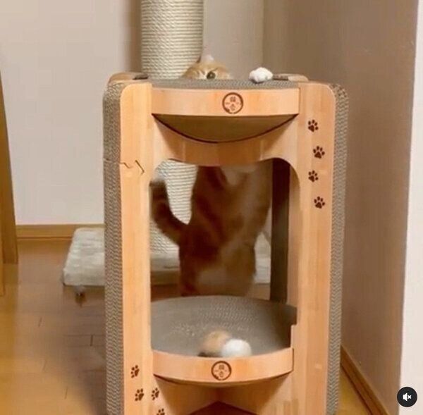 ボールを取ろうとするもんちゃん