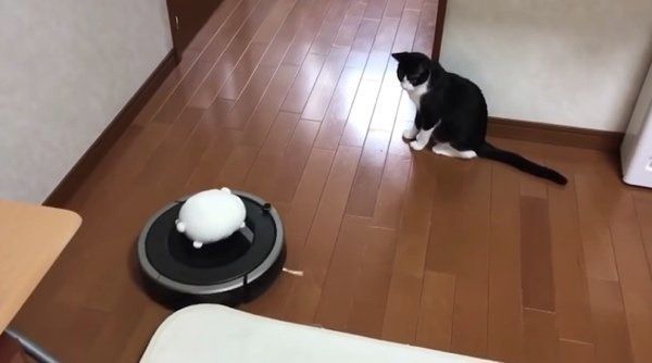 ルンバに乗る猫
